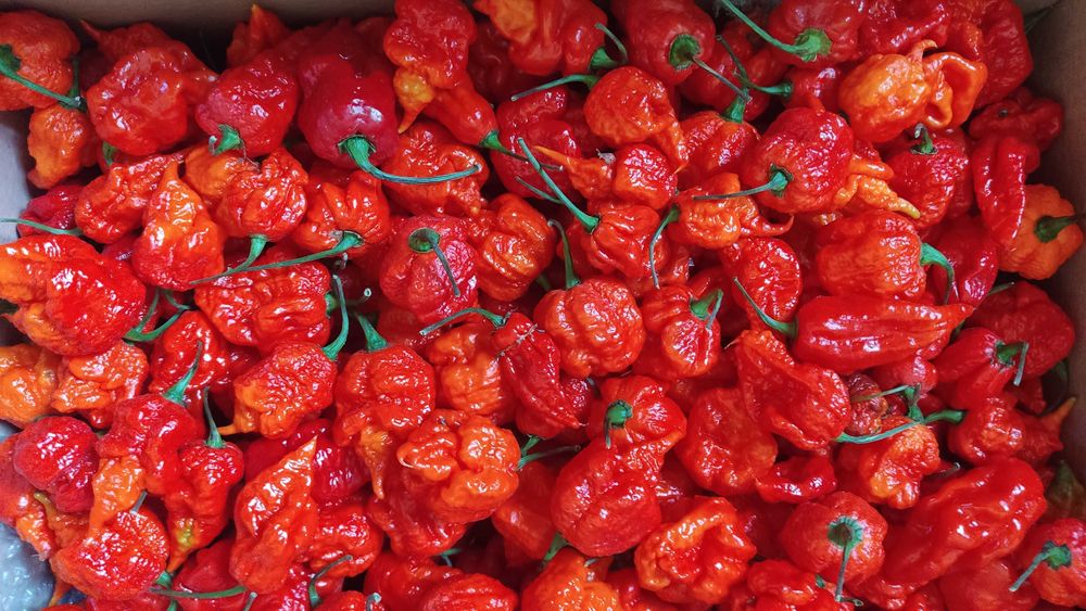 Świeża papryka chili Dragons Breath 200g. na olej,sos
