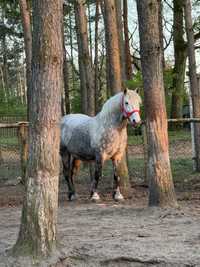 Wałach siwy 8 lat świetny koń w tereny