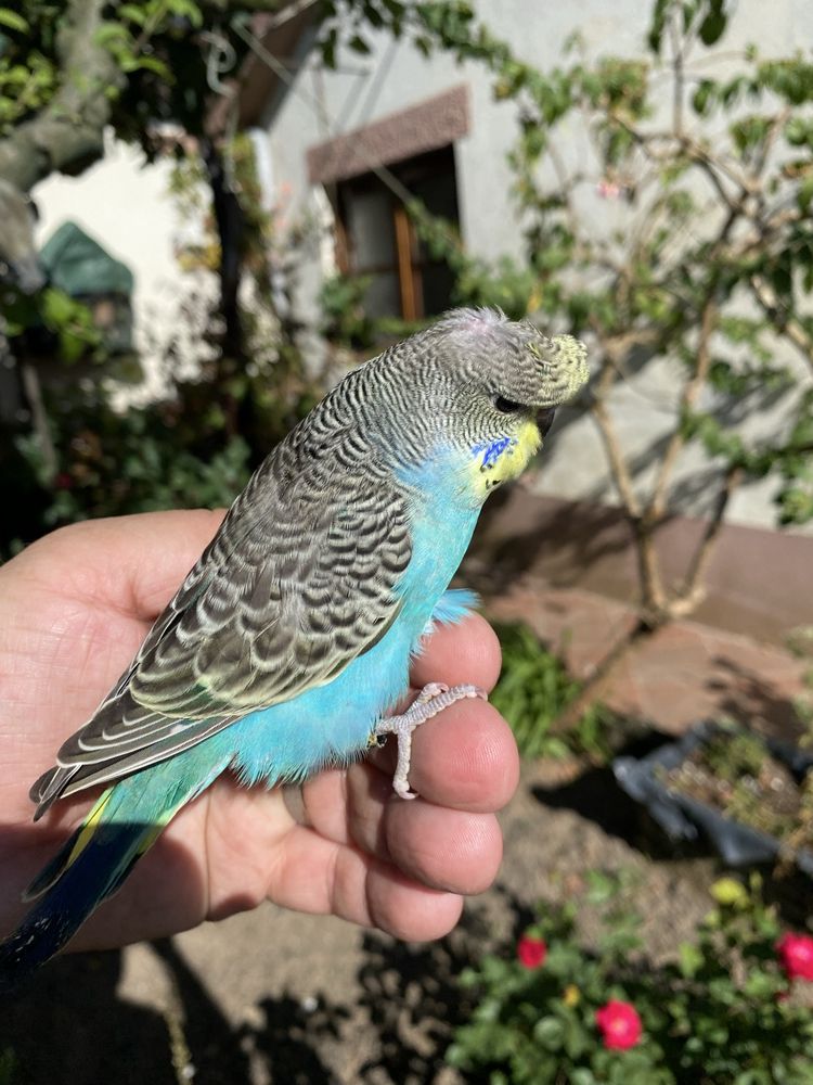 Periquito domesticado com gaiola exclusividade