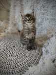 Maine Coon kocurek