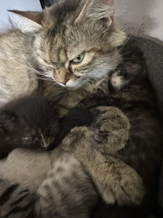 Котики від британця