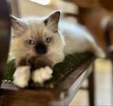 Vaiana cudowna kotka rasy ragdoll