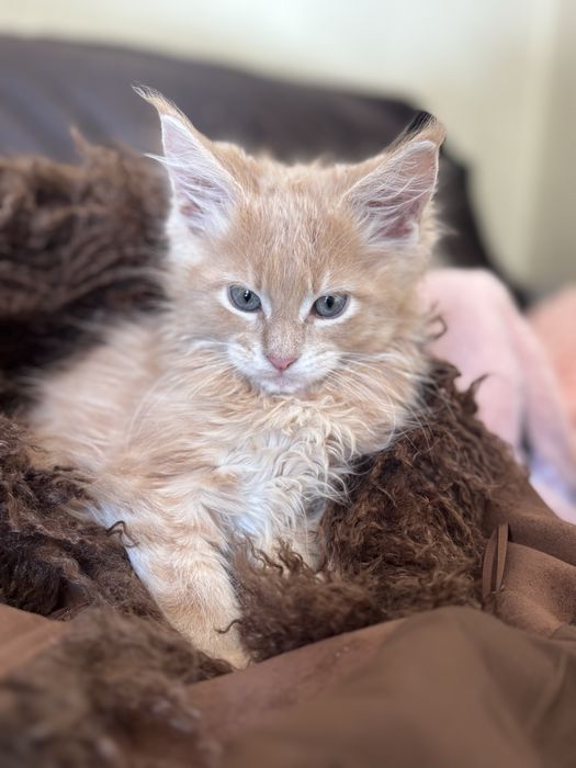 Rudy kremowy kocurek maine coon Fife