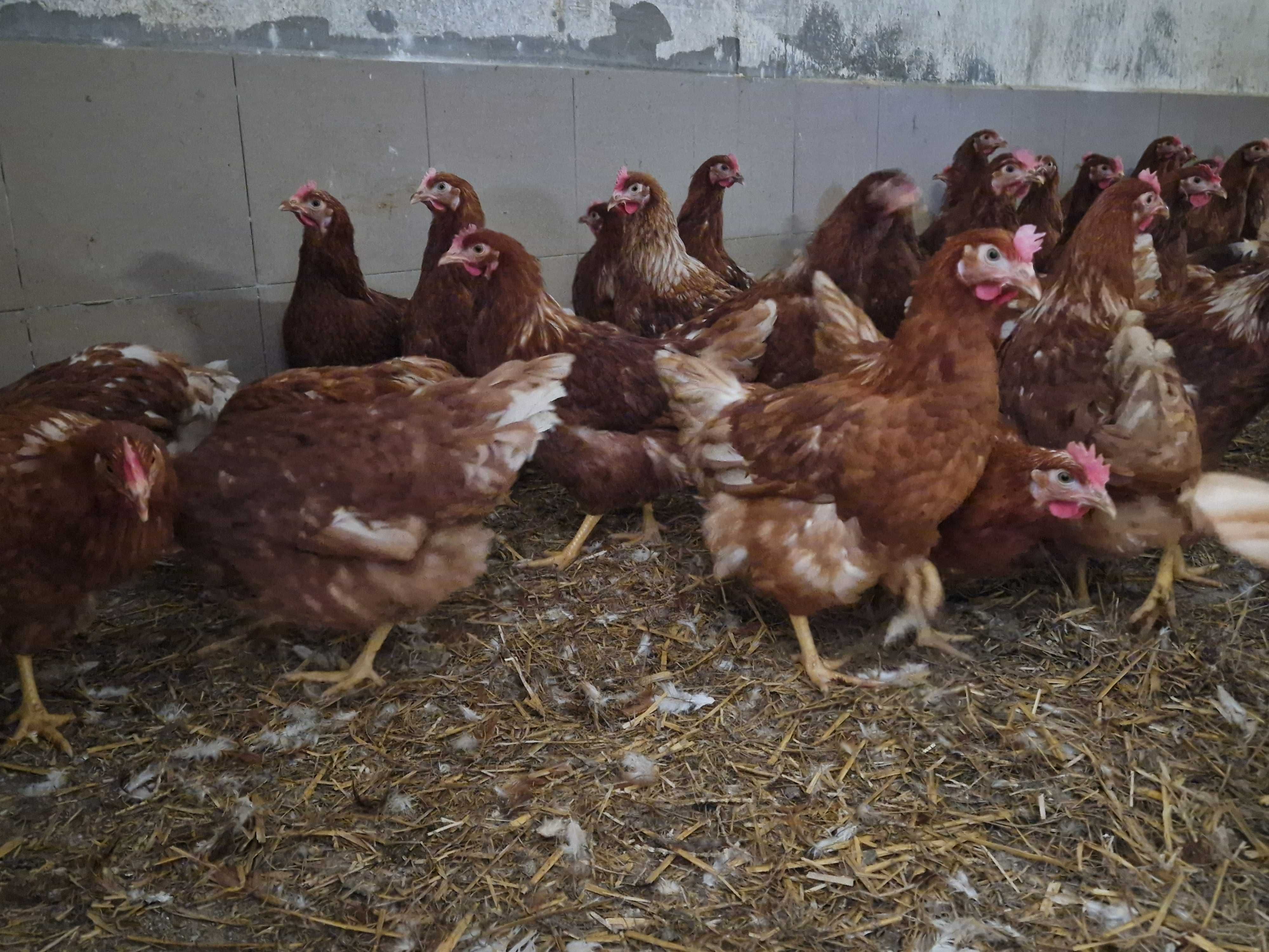 Młode kurki nioski odchowane Rosa, Leghorn, Sendi