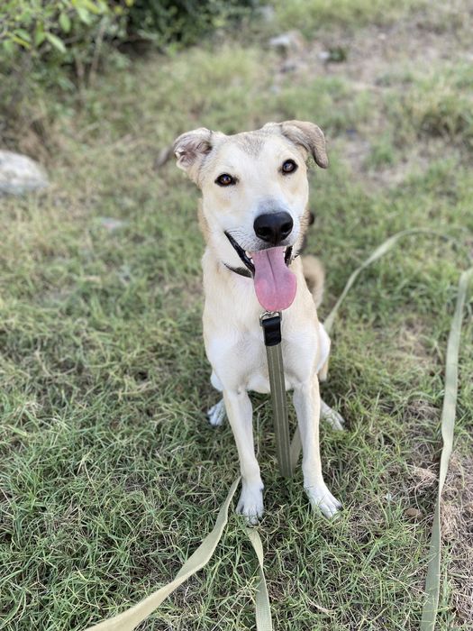 Отдам бесплатно в хорошие руки