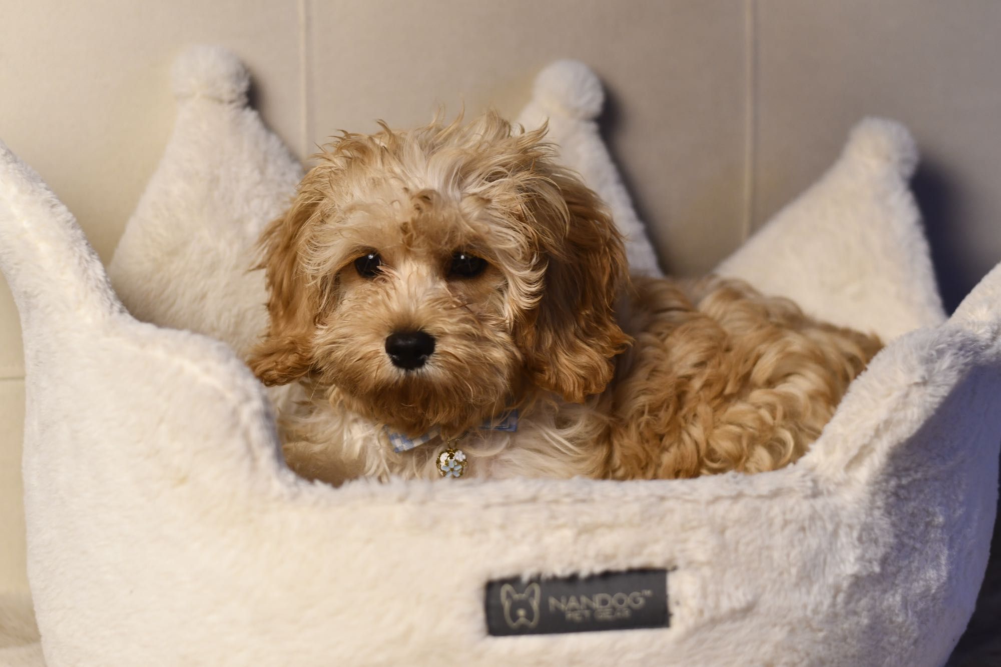 Cavapoo F1  wyjątkowy chłopiec gotowy do odbioru