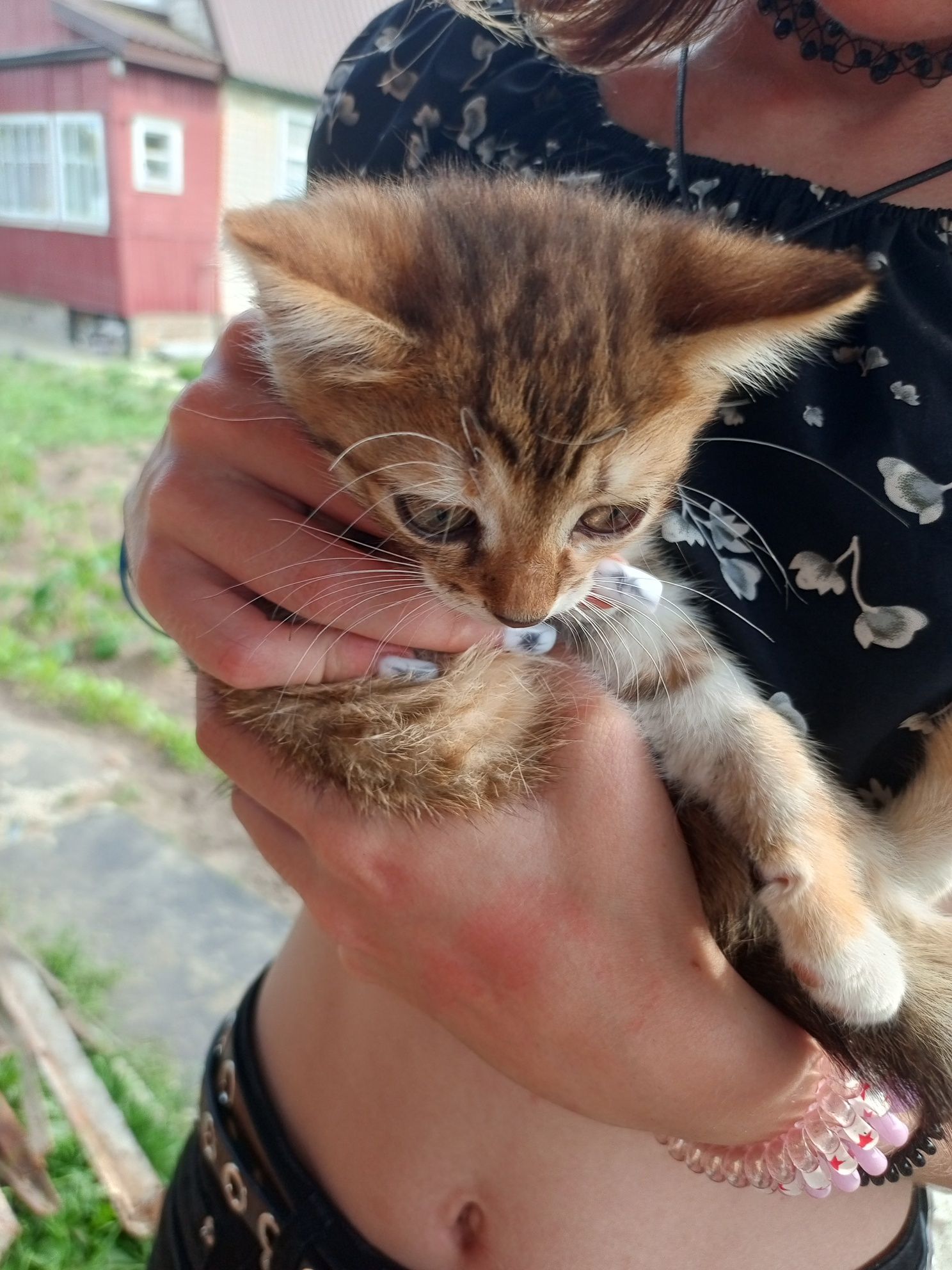 Віддам кошенят  безкоштовно