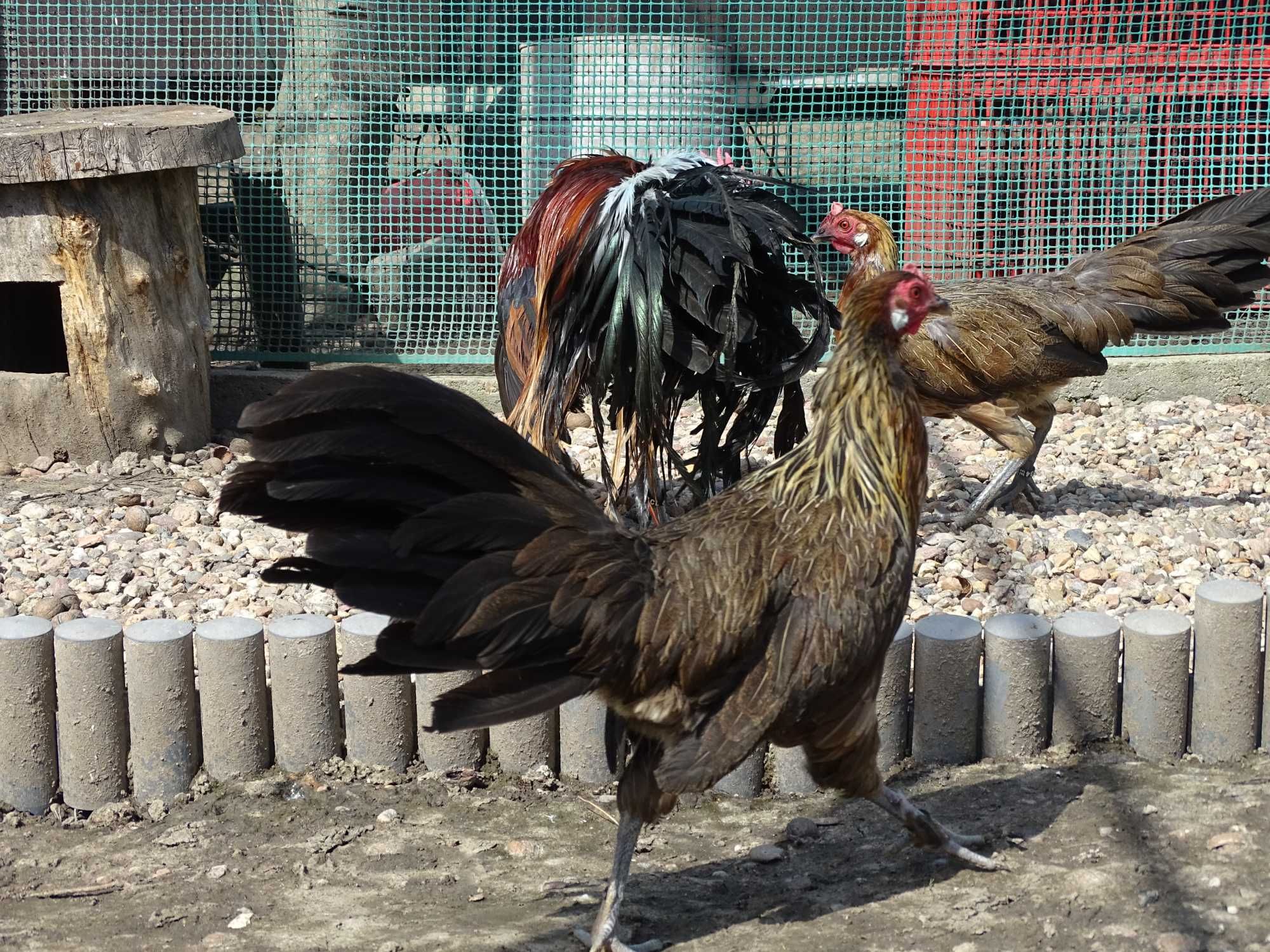 Fenix, Fenixy. Imoprt niemcy.