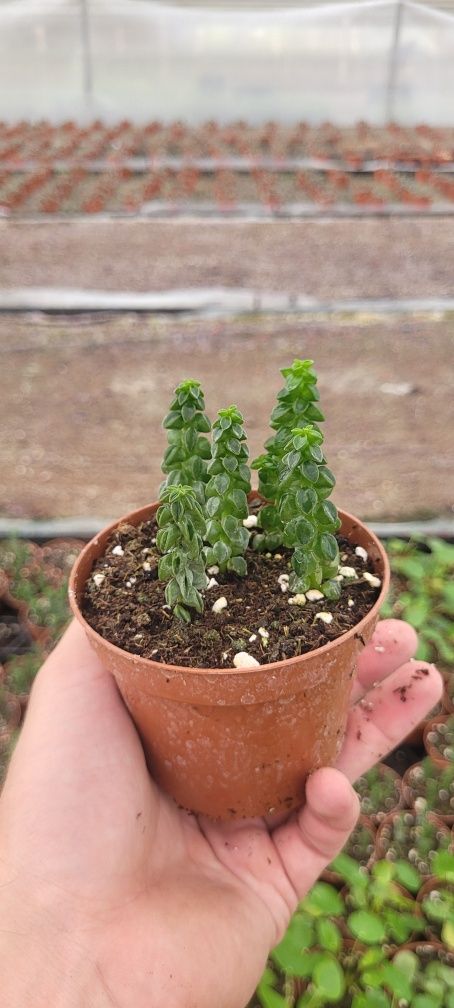 Peperomia columella w doniczce 9 cm – Kolumnowy Sukulent!