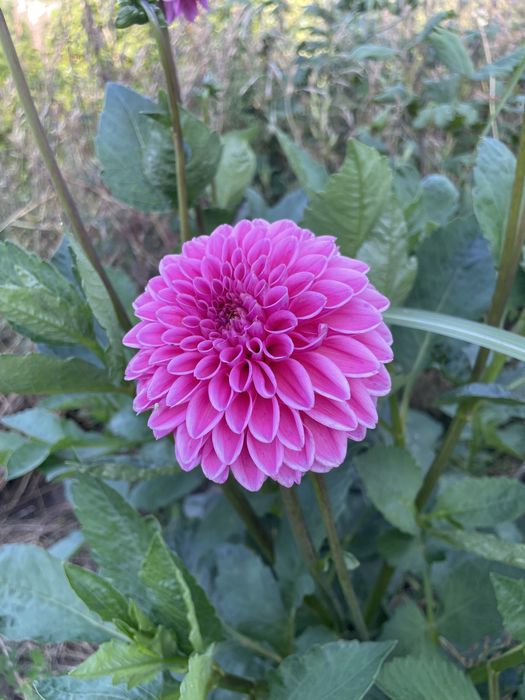 Dalie mix kolów i,byliny wieloletnie