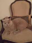 Gato macho British para acasalar