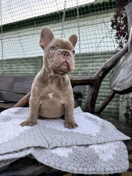 Аліментний кобель