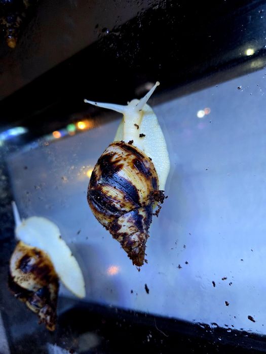 Ślimak afrykański lissachatina reticulata albino body