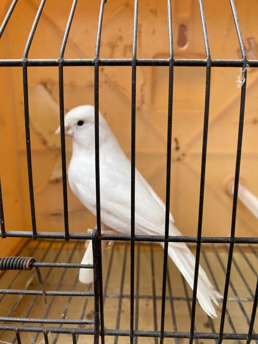 canarios brancos para venda