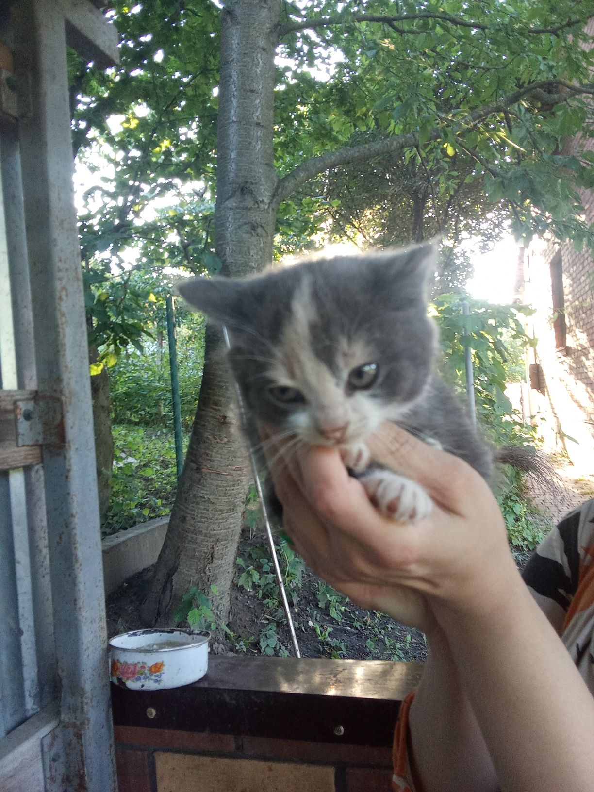 Віддам в добрі руки 2 кошенят