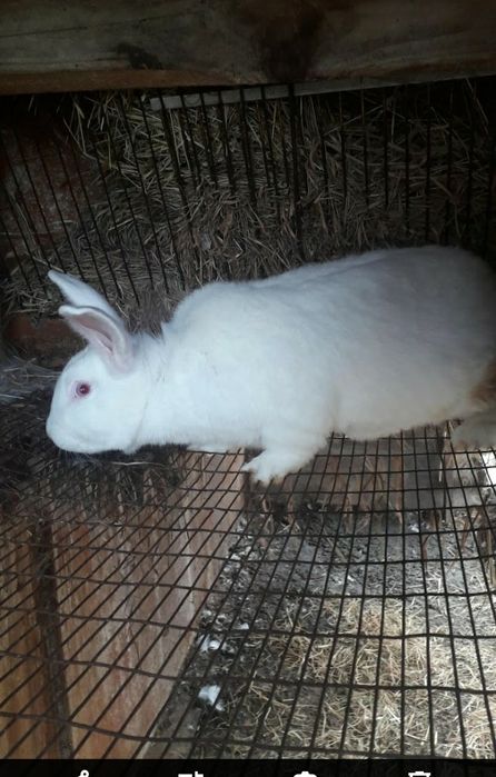 Продам кітну самичку термонську білу