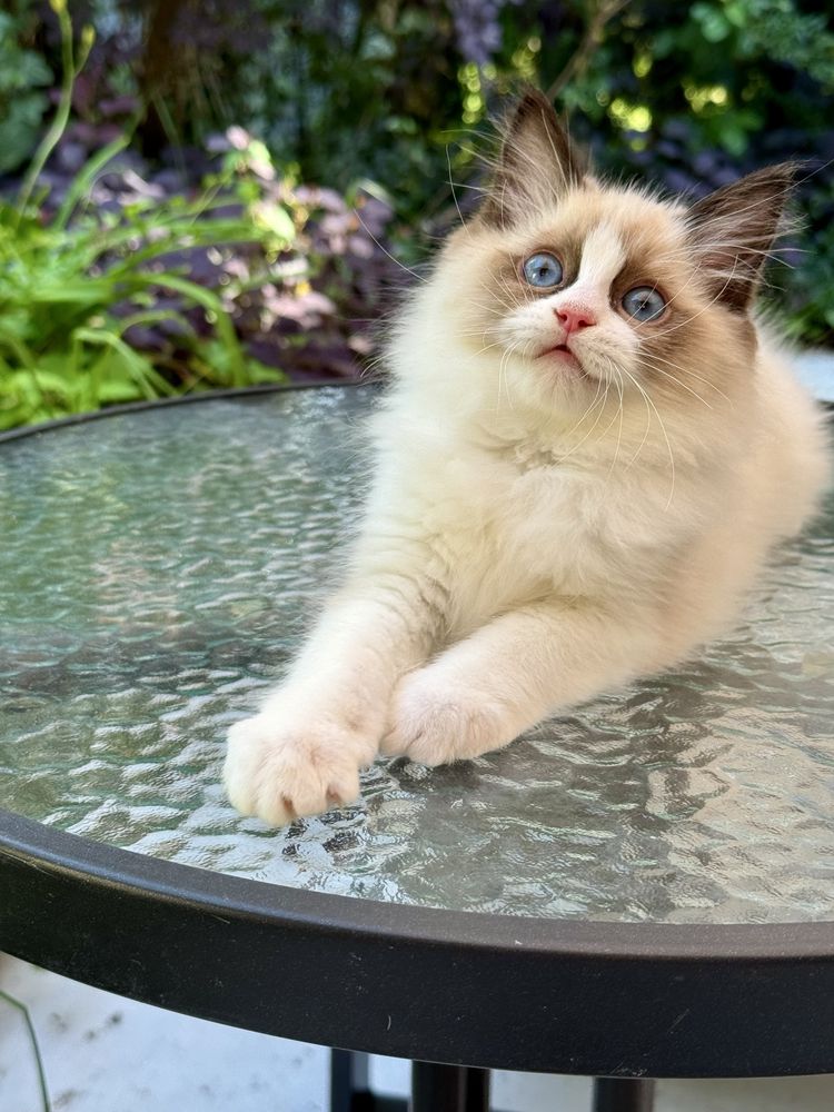 Słodki kocurek Ragdoll seal mitted z profesjonalnej hodowli