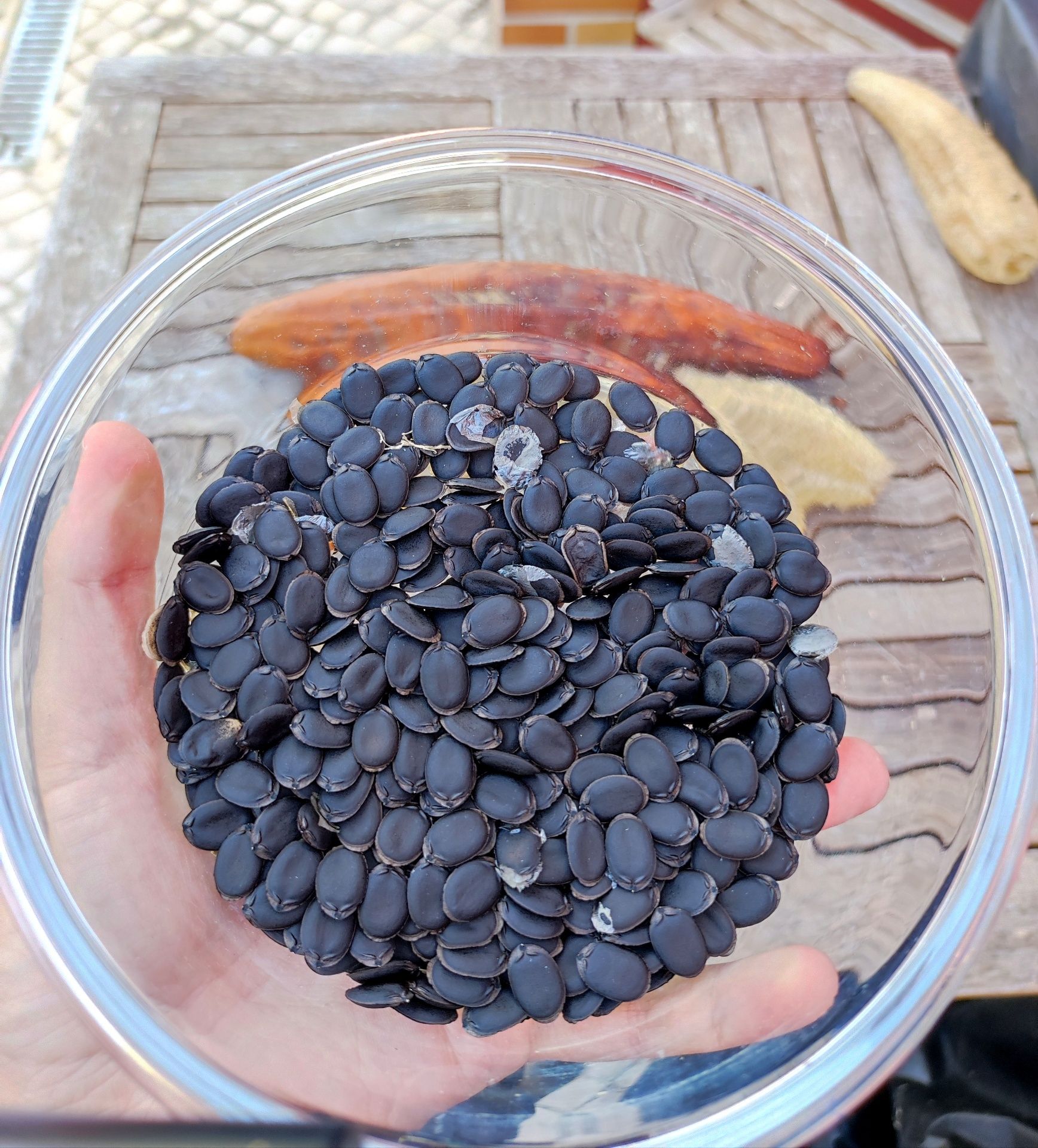 Sementes de luffa