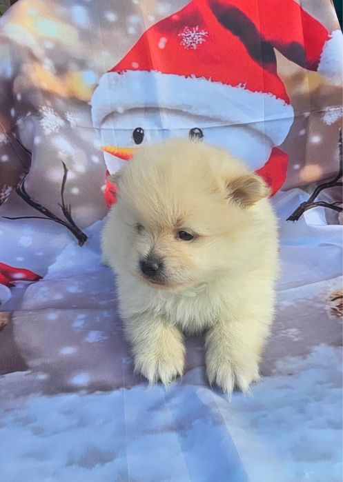 Spitz Alemão menino