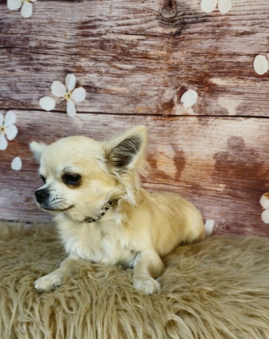 CHIHUAHUA piesek długowłosy ZKwP (FCI)