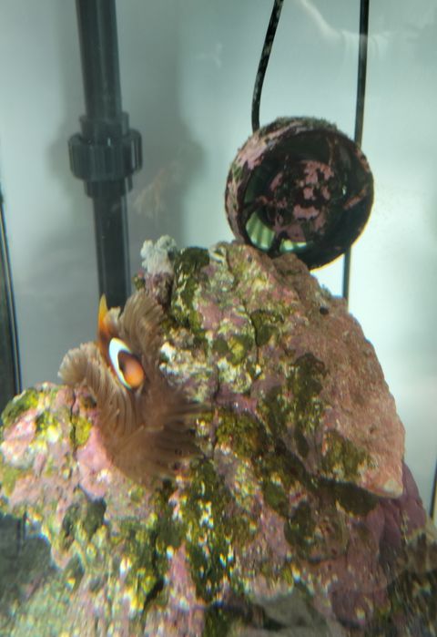 Vende-se rocha com anémona e peixe