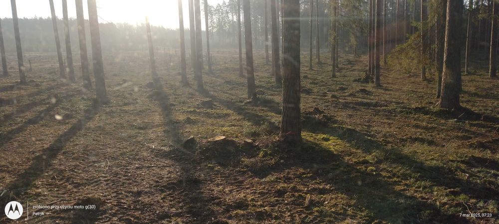 Skup lasów wycinka drzew usługi leśne sprzątanie powierzchni