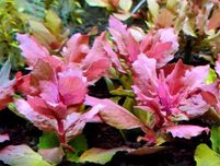 Rośliny do akwarium -  Triflora Hygrophila
