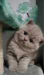 British Shorthair lilac Fêmea