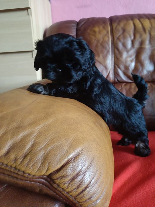 Piesek o cudownym umaszczeniu gotowy do odbioru