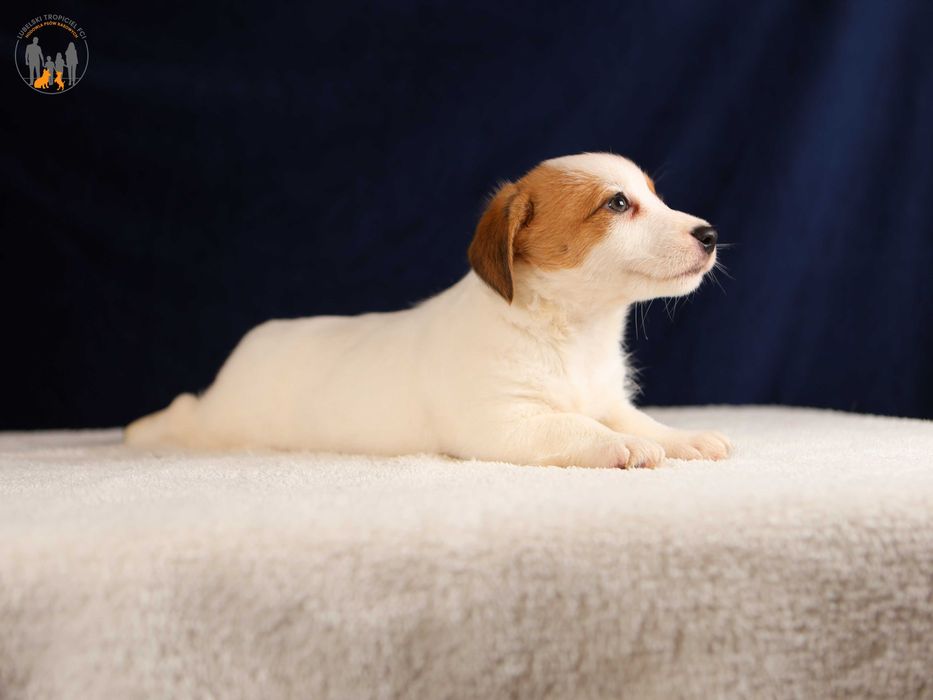 Jack Russell Terrier ZKwP FCI  piękna suczka w.złamany