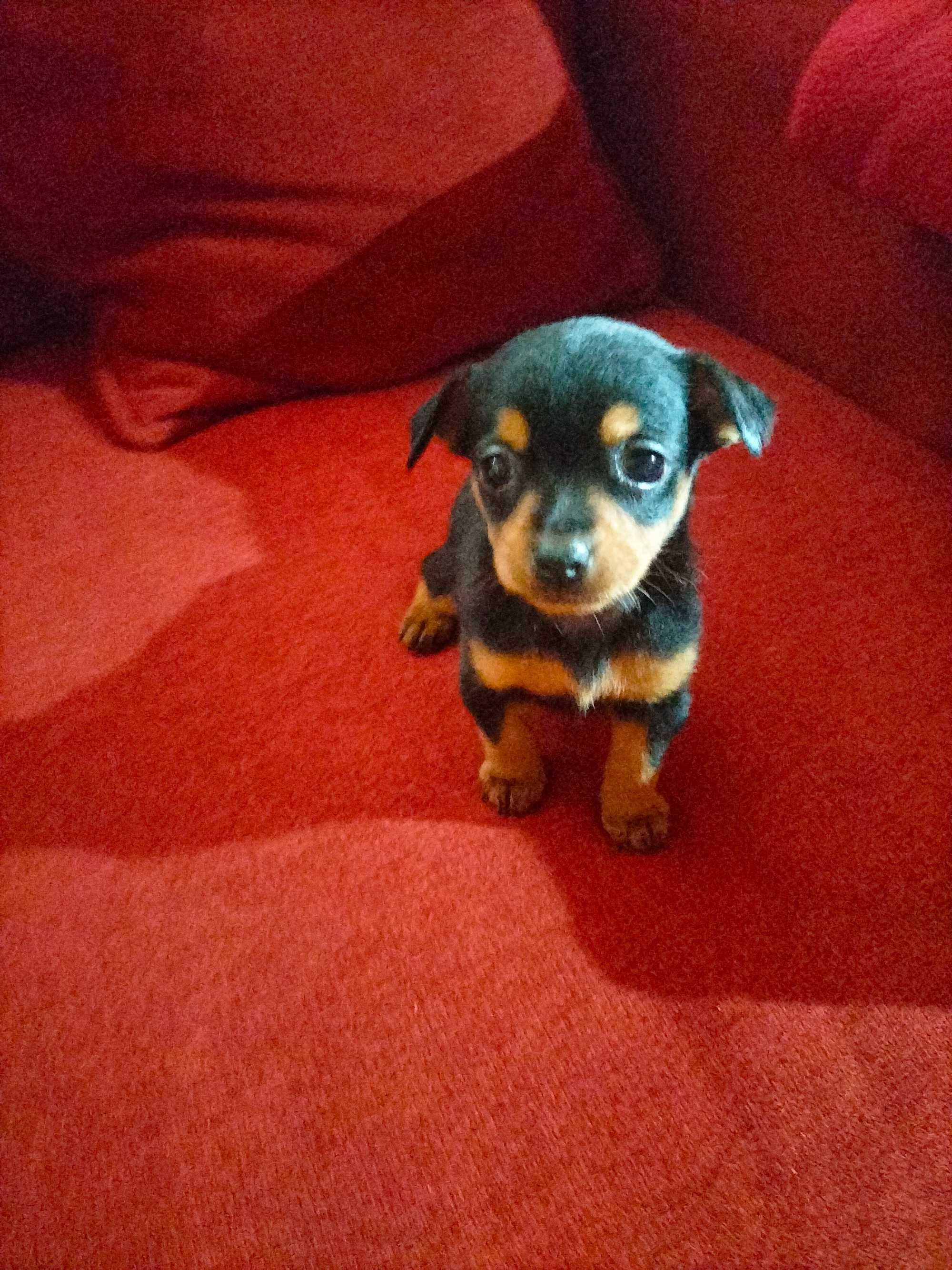 Pinscher fêmea belíssima