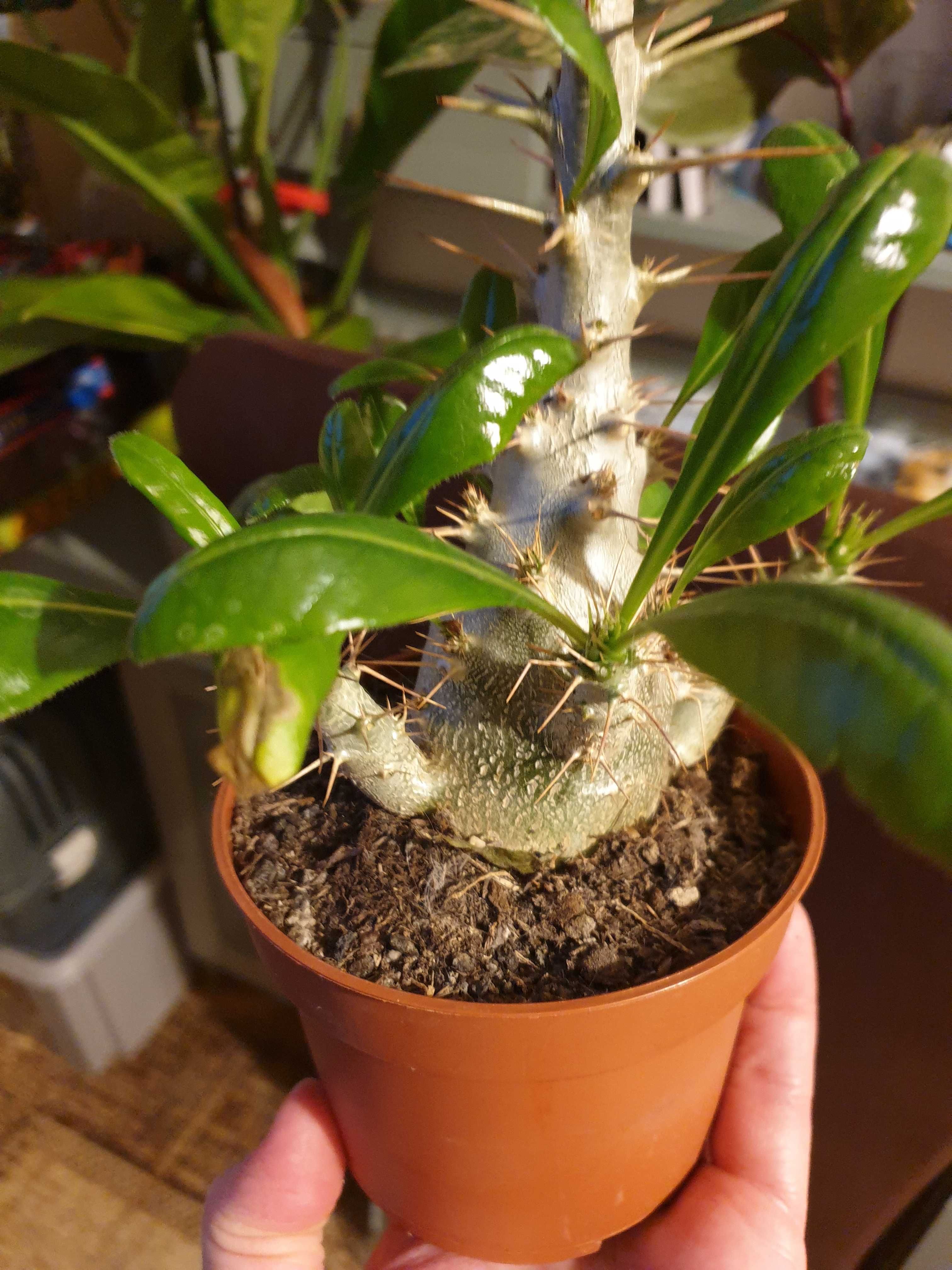 Pachypodium Saundersi