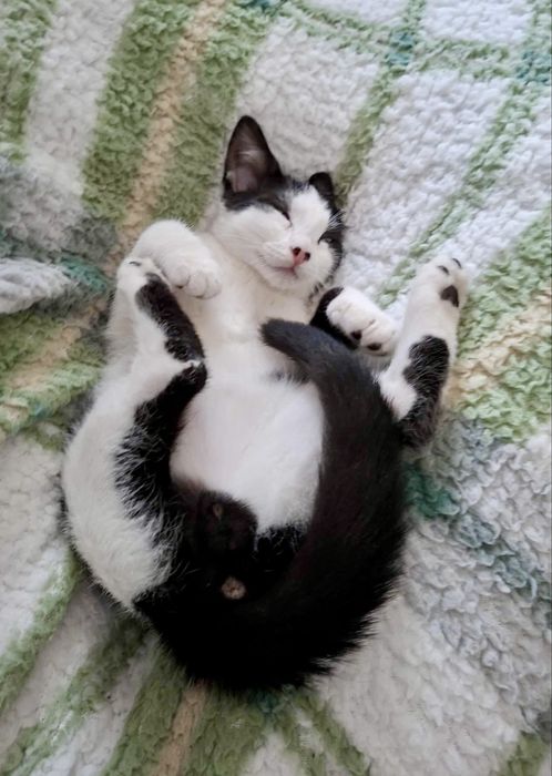 Pepe szuka swojego domu