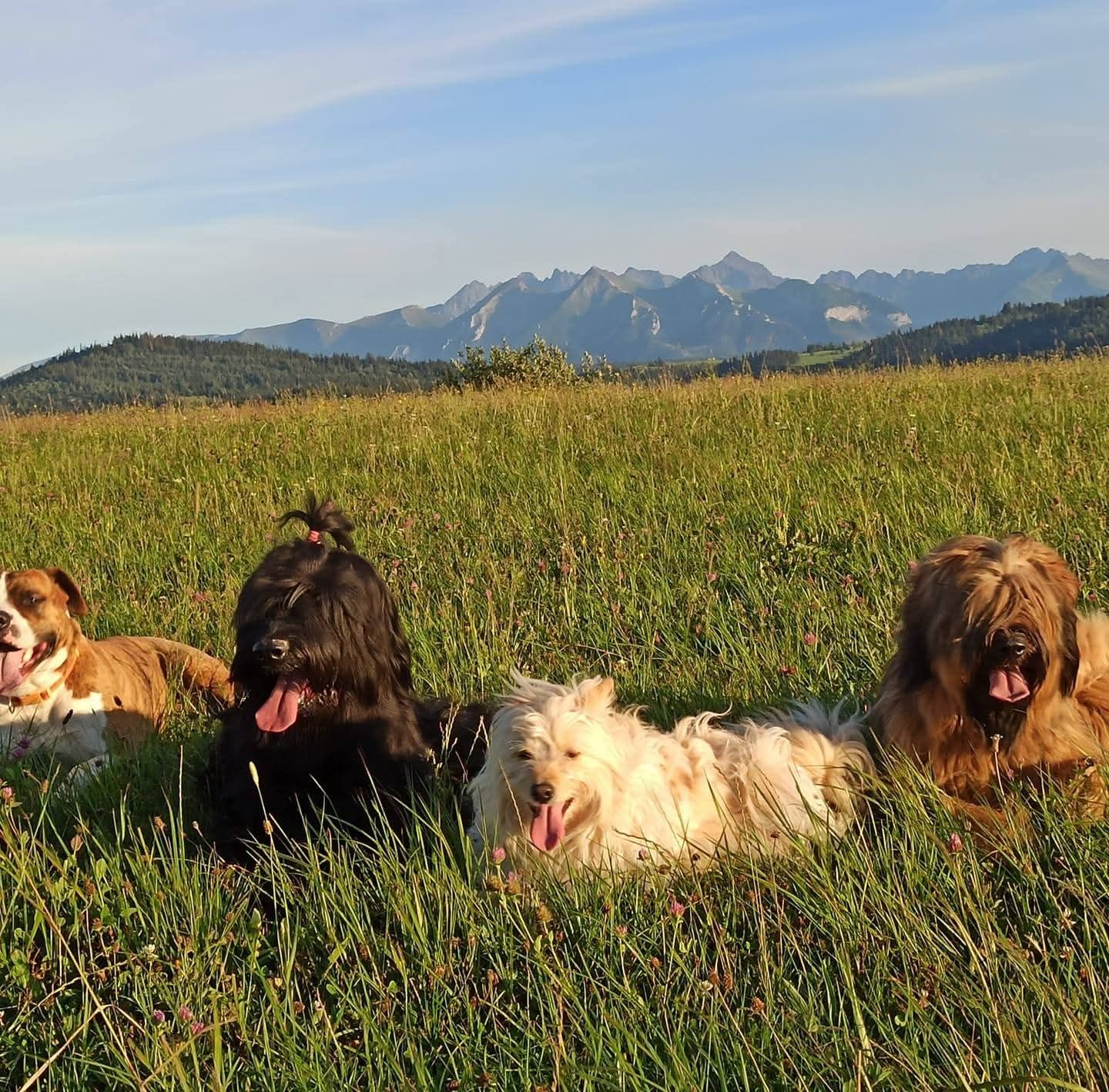 Owczarek francuski Briard FCII