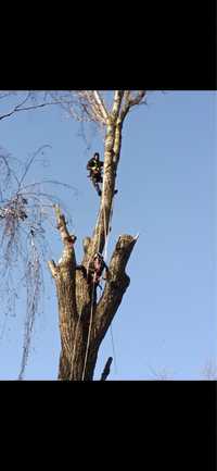 Професійна валка дерв зріз дерев розпиловка кронація порізка на дрова