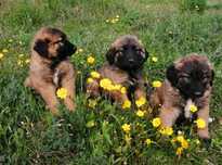 Cachorros Serra da Estrela
