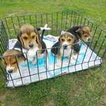 Szczeniaczek beagle