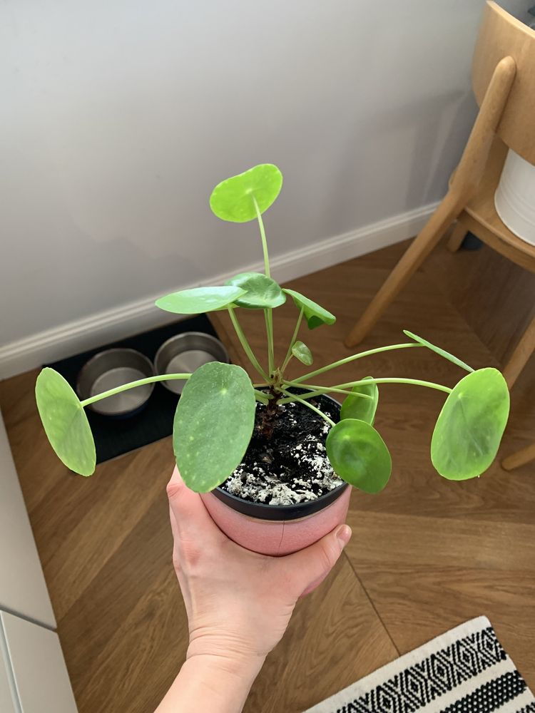 kwiat peperomia/pilea