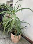 Piękny kwiat aloes