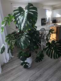 Monstera dziurawa (deliciosa)