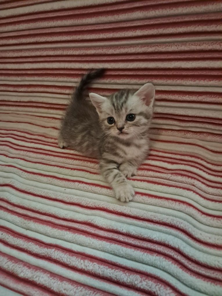 Продам котят скотіш страйт