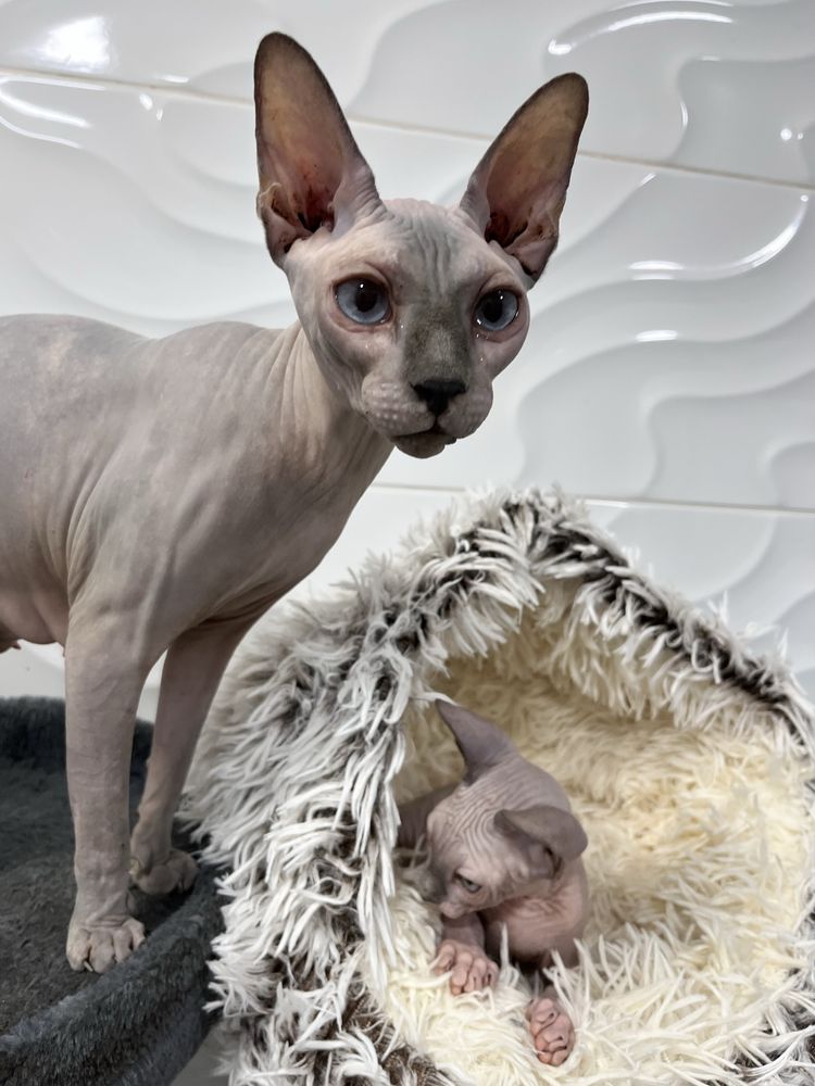 Menino sphynx com kit boas vindas