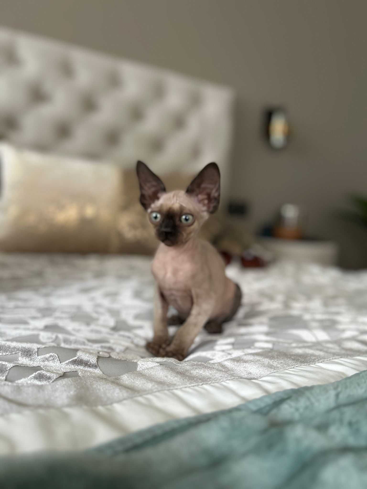 Devon rex, kocurek ,Fpl
