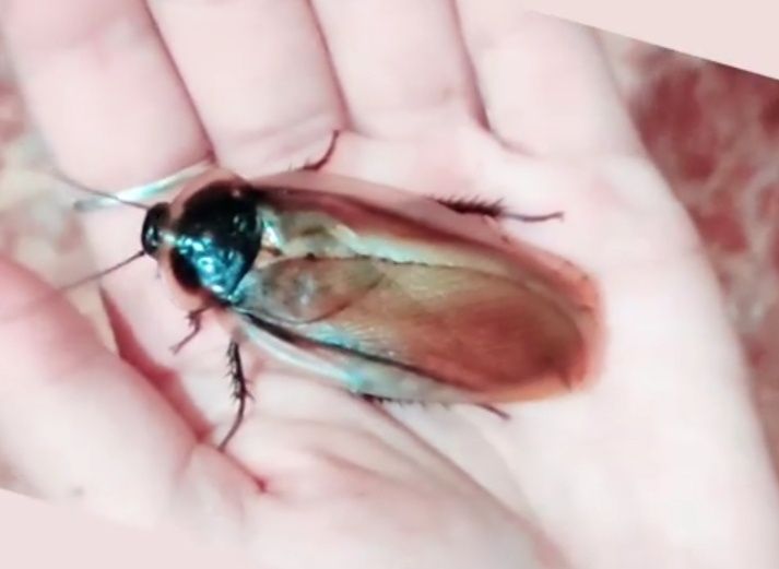 Эублаберус серранус ( eublaberus serranus )