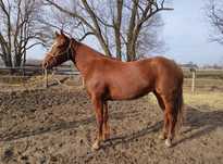 Piękna Klacz Aph 5 lat American Paint Horse