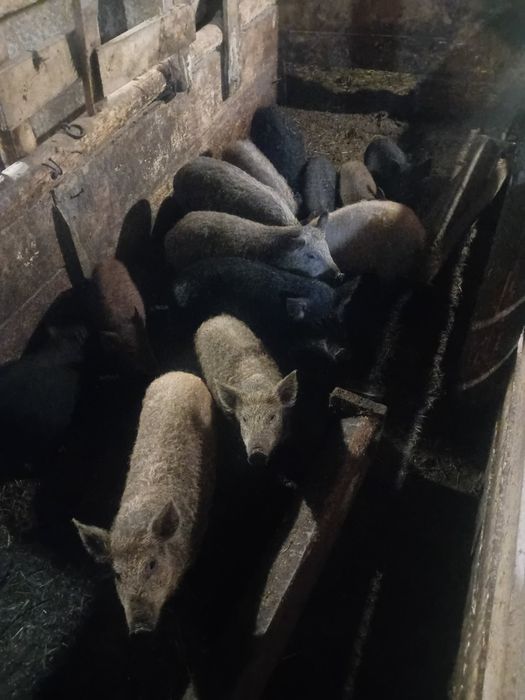Продаю поросята Венгерська Мангалиця і В'єтнамські. Також може бути на