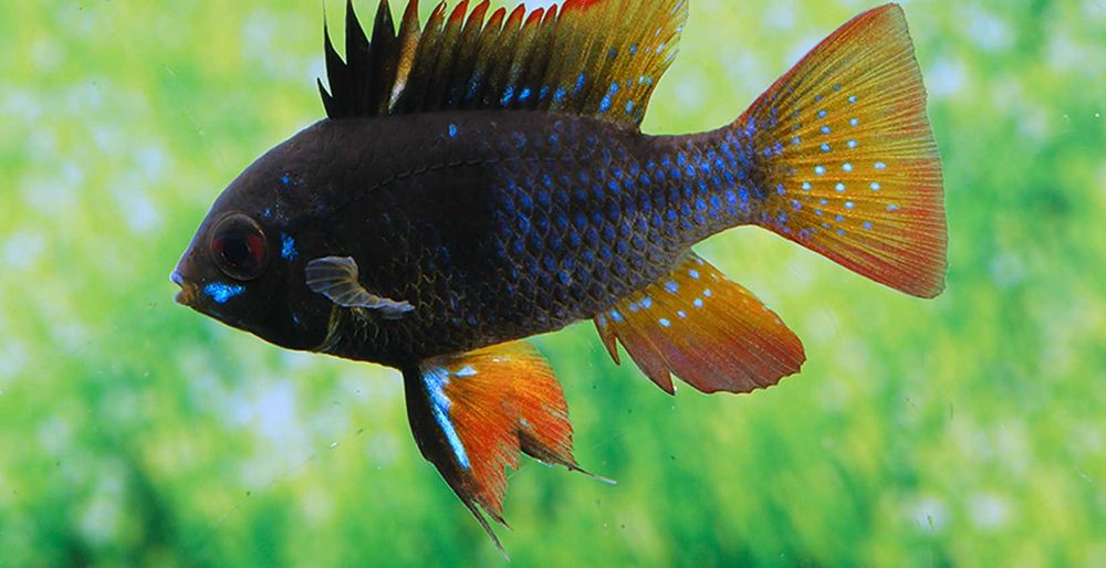 Pielęgniczka Ramireza odmiana CZARNA - Mikrogeophagus ramirezi - dowóz