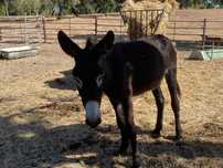 Burro.