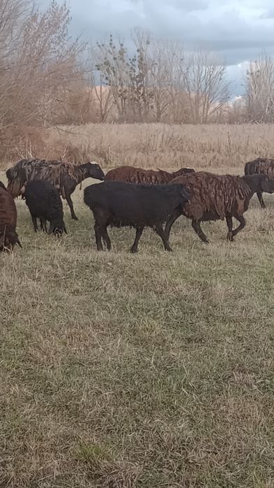 Ягнята, вівці курдючні