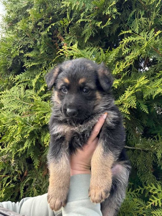 Щенята німецької вівчарки